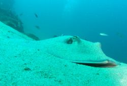 Sink To My Level

Cortez Sting Ray in the sand by Kevin Colter 